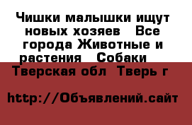   Чишки-малышки ищут новых хозяев - Все города Животные и растения » Собаки   . Тверская обл.,Тверь г.